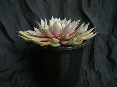 semperu-rose (4).JPG