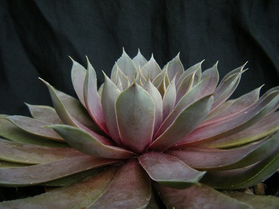 semperu-rose (5).JPG