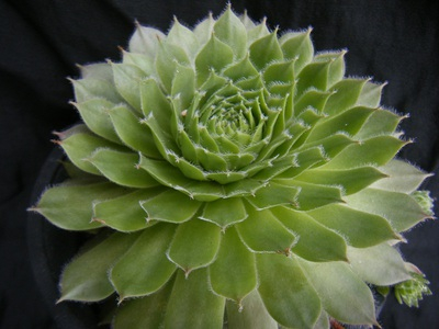 semperu-sirius (2).JPG