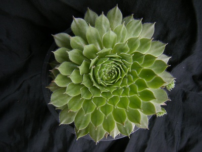 semperu-sirius (3).JPG