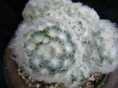 shirabosi (3).JPG