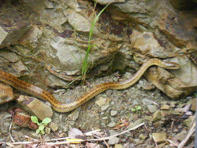 snake2012-2 .JPG