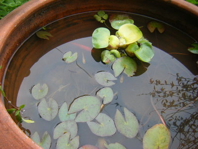 suiren2012-2.JPG