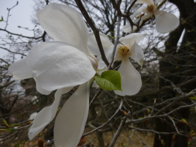 takaosan201404 (8).JPG
