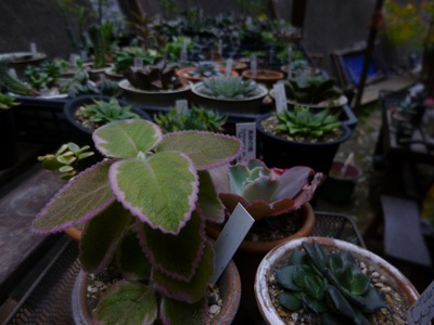 tanikuboukan2015 (2).JPG