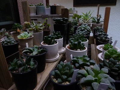 tanikuboukan2015 (3).JPG