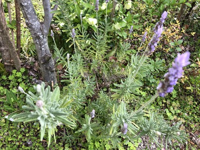 thumbnail_IMG_1823.jpg