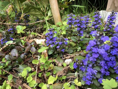 thumbnail_IMG_1825.jpg