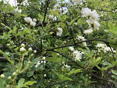 thumbnail_IMG_1827.jpg