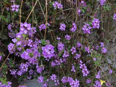 thumbnail_IMG_1830.jpg