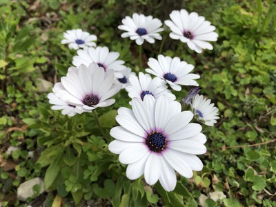 thumbnail_IMG_1833.jpg