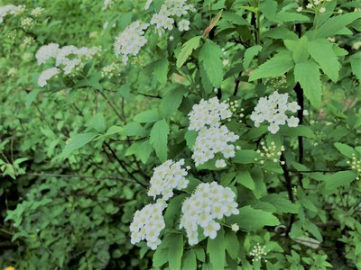 thumbnail_IMG_1834.jpg