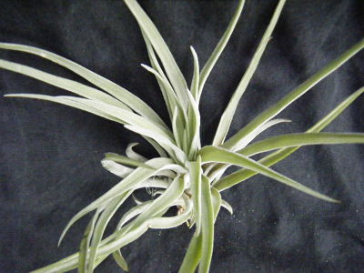 Tillandsia・ Brachycaulos (2).JPG