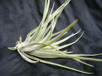Tillandsia・ Brachycaulos (3).JPG
