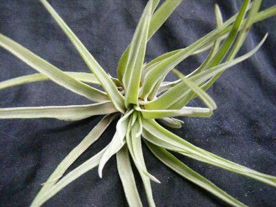 Tillandsia・ Brachycaulos (4).JPG