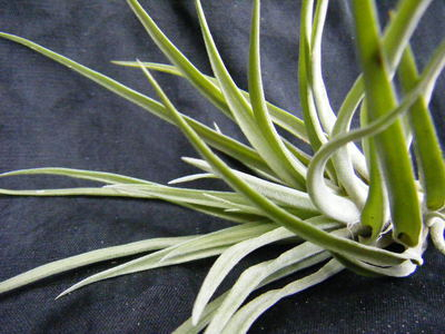 Tillandsia・ Brachycaulos (5).JPG