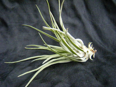 Tillandsia・ Brachycaulos (6).JPG