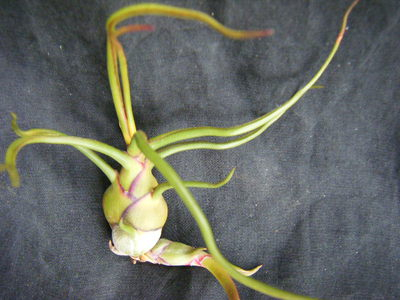 Tillandsia bulbosa (3).JPG