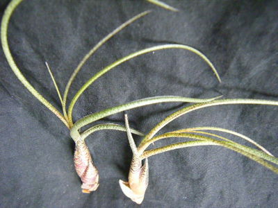 Tillandsia butzii (3).JPG