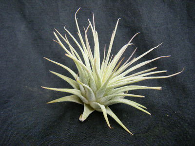 Tillandsia ionantha rubra (2).JPG