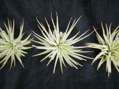Tillandsia ionantha rubra (3).JPG