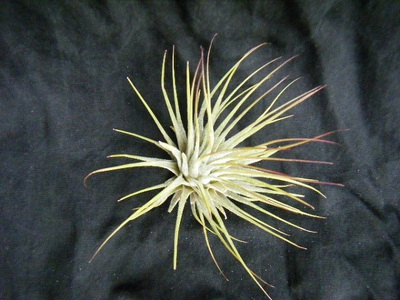 tillandsiaionantha (3).JPG