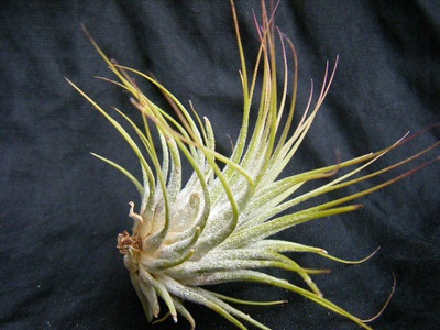 tillandsiaionantha (5).JPG