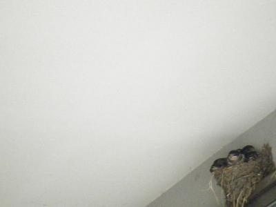 tsubame2010_06250014.JPGのサムネール画像