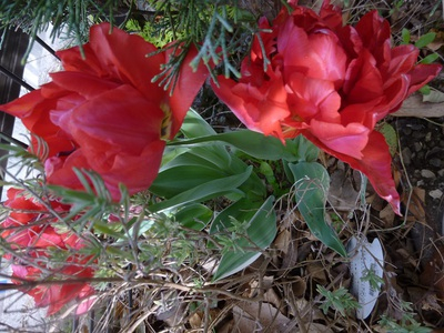 tulip2016 (2).JPG