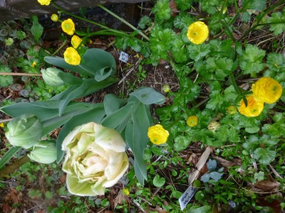 tulip2016 (3).JPG