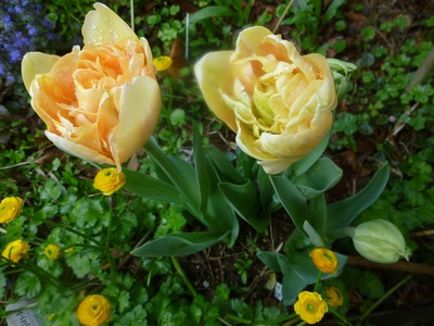 tulip2016 (4).JPG