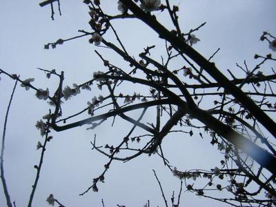 ume2011_03070003.JPG