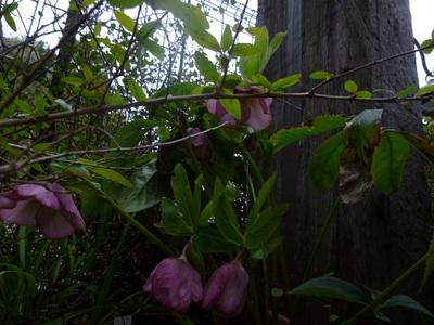 xmasrose2015 (3).JPG