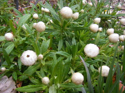 xmaswreath2012-2.JPG