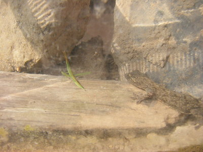 yamori2012-tamago-2.JPG