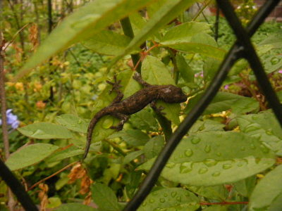 yamori-sum2012-2.JPG