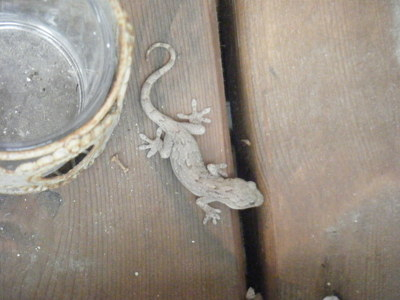 yamori-sum2012-4.JPG