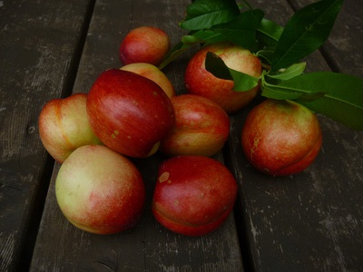 risu&nectarine2015 (7).JPG